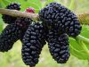 Kandungan Gizi dan Manfaat Buah Mulberry Bagi Kesehatan