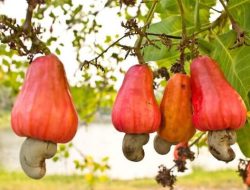 Manfaat Jambu Monyet dan Kandungan Zatnya yang Berguna Bagi Kesehatan