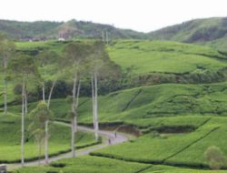 Ini Dia Tempat Wisata di Ciwidey Yang Wajib Dikunjungi saat Liburan